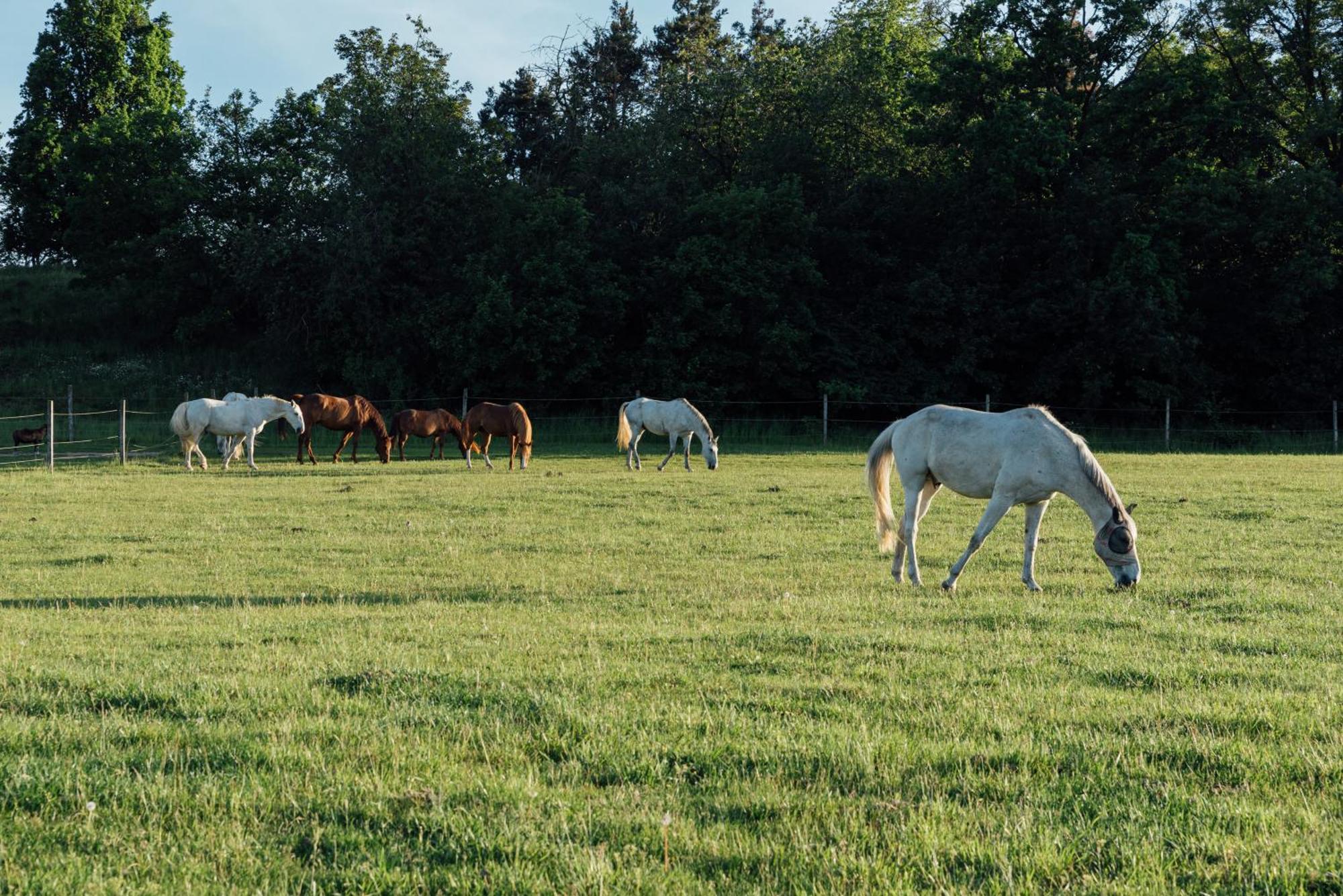 Villa Rekreacni A Jezdecky Areal Equifarm à Jevišovice Extérieur photo
